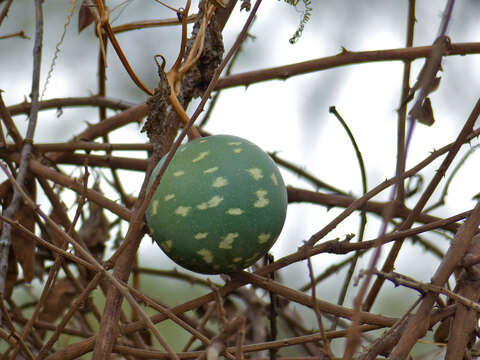 Image of wild melon