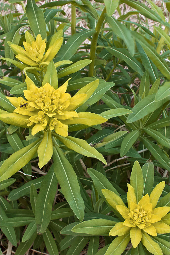 Image of Hairy Spurge