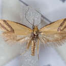 Image of Coeranica isabella Newman 1855
