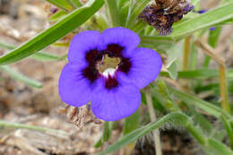 Image of Carpet flower