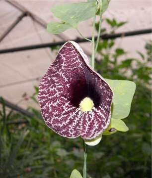 صورة Aristolochia elegans Mast.