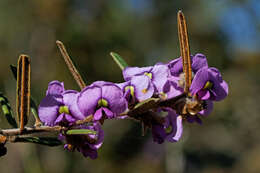 Hovea graniticola I. Thomps.的圖片