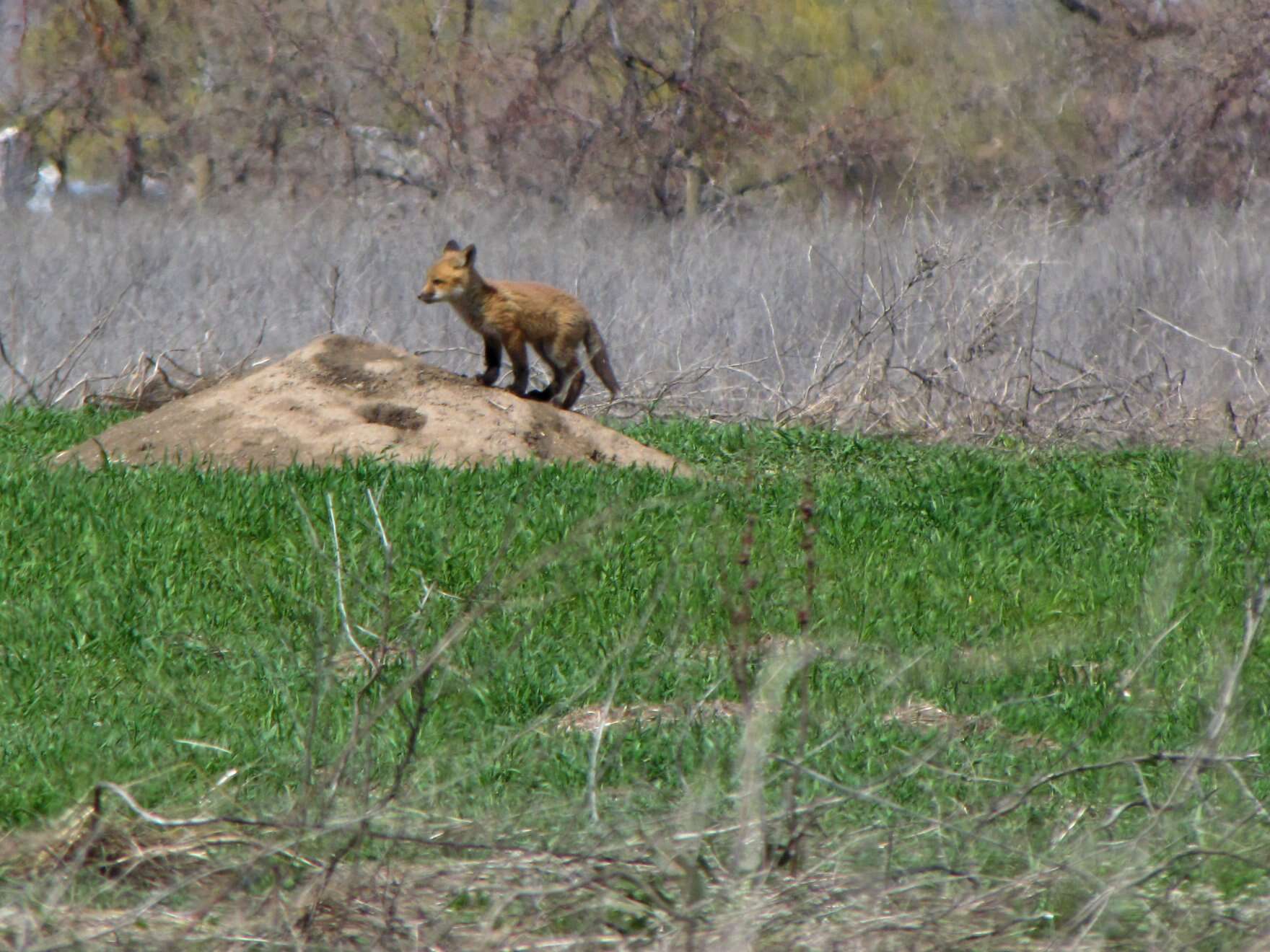 Image of Foxes