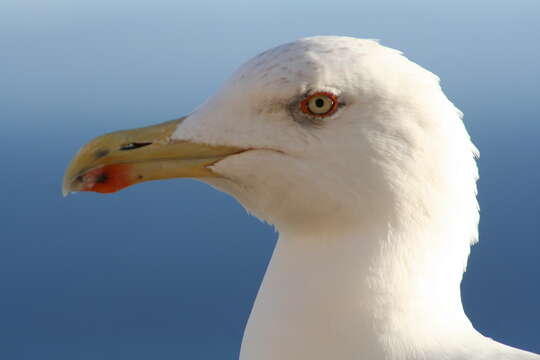 Слика од Larus Linnaeus 1758