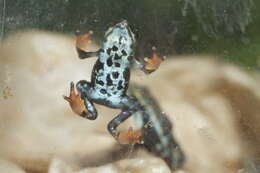 Image of harlequin frogs