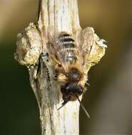 Image of Mining Bees