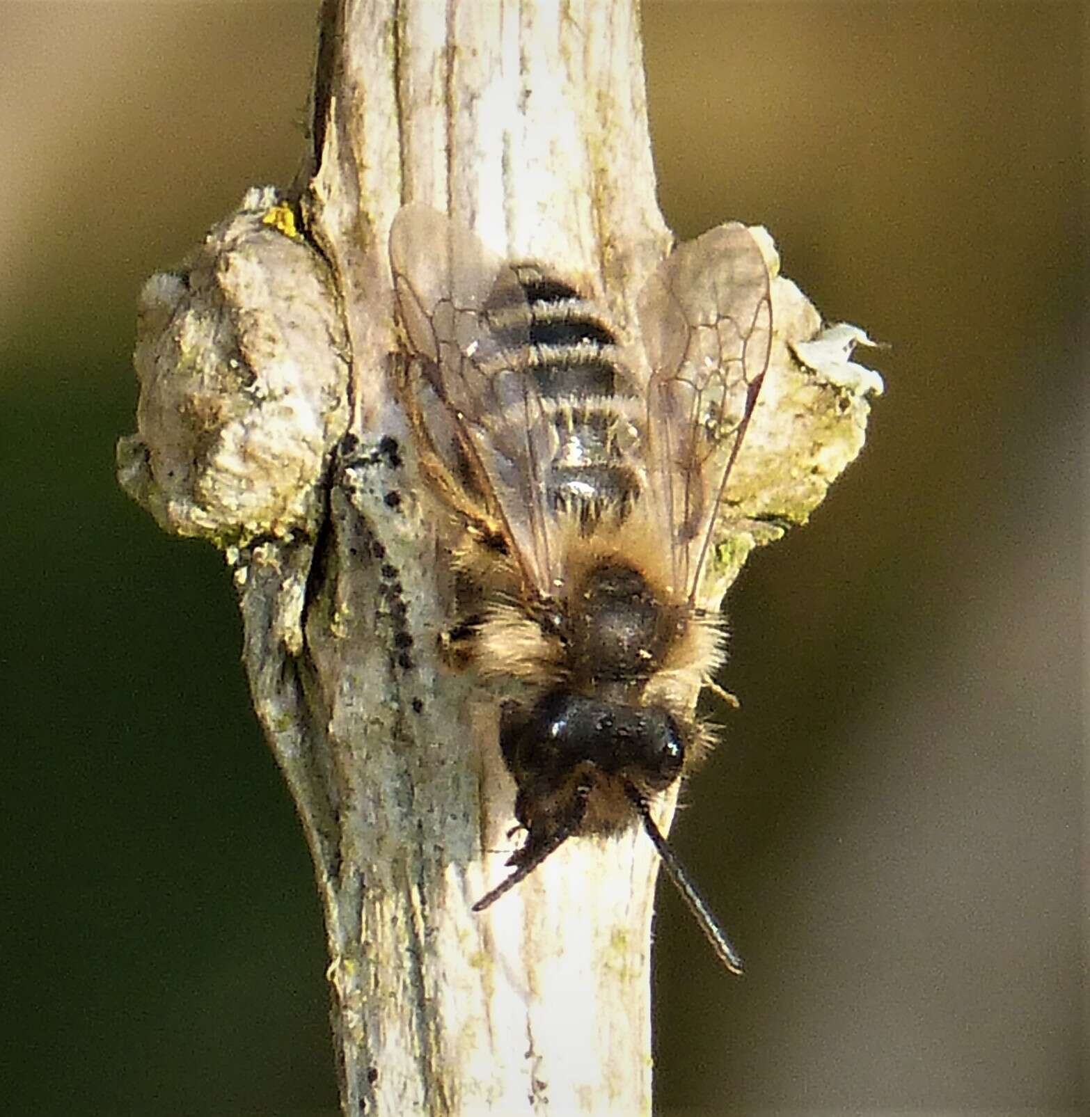 Image of Mining Bees