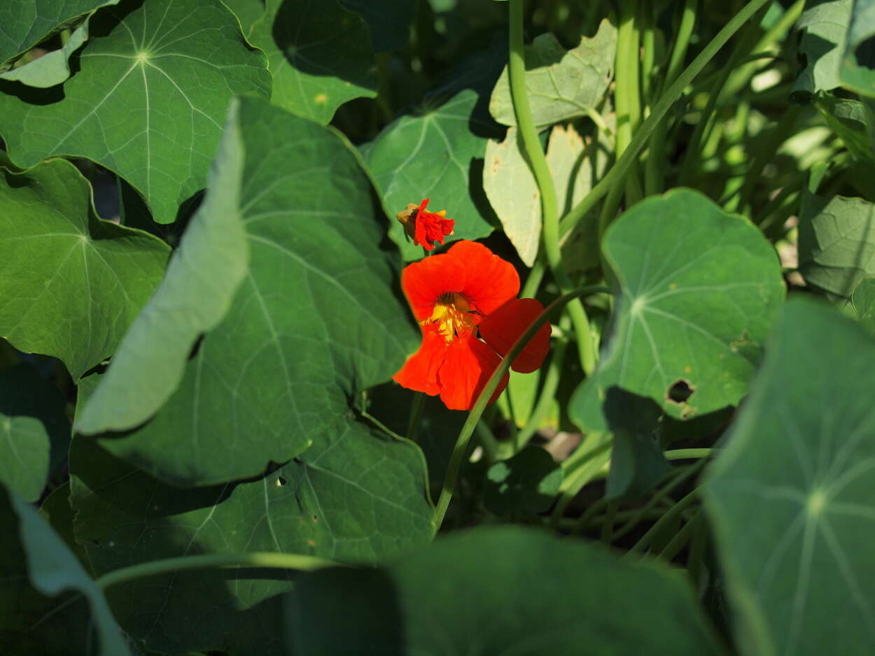 Image of nasturtium