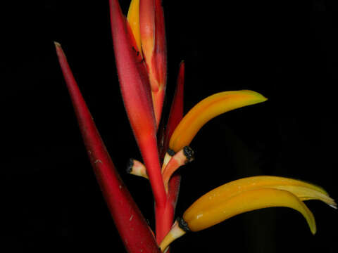 Image of Heliconia osaensis Cufod.