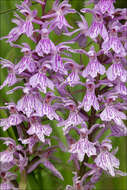 Image of Dactylorhiza fuchsii subsp. fuchsii