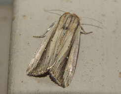 Image of Lepidoptera