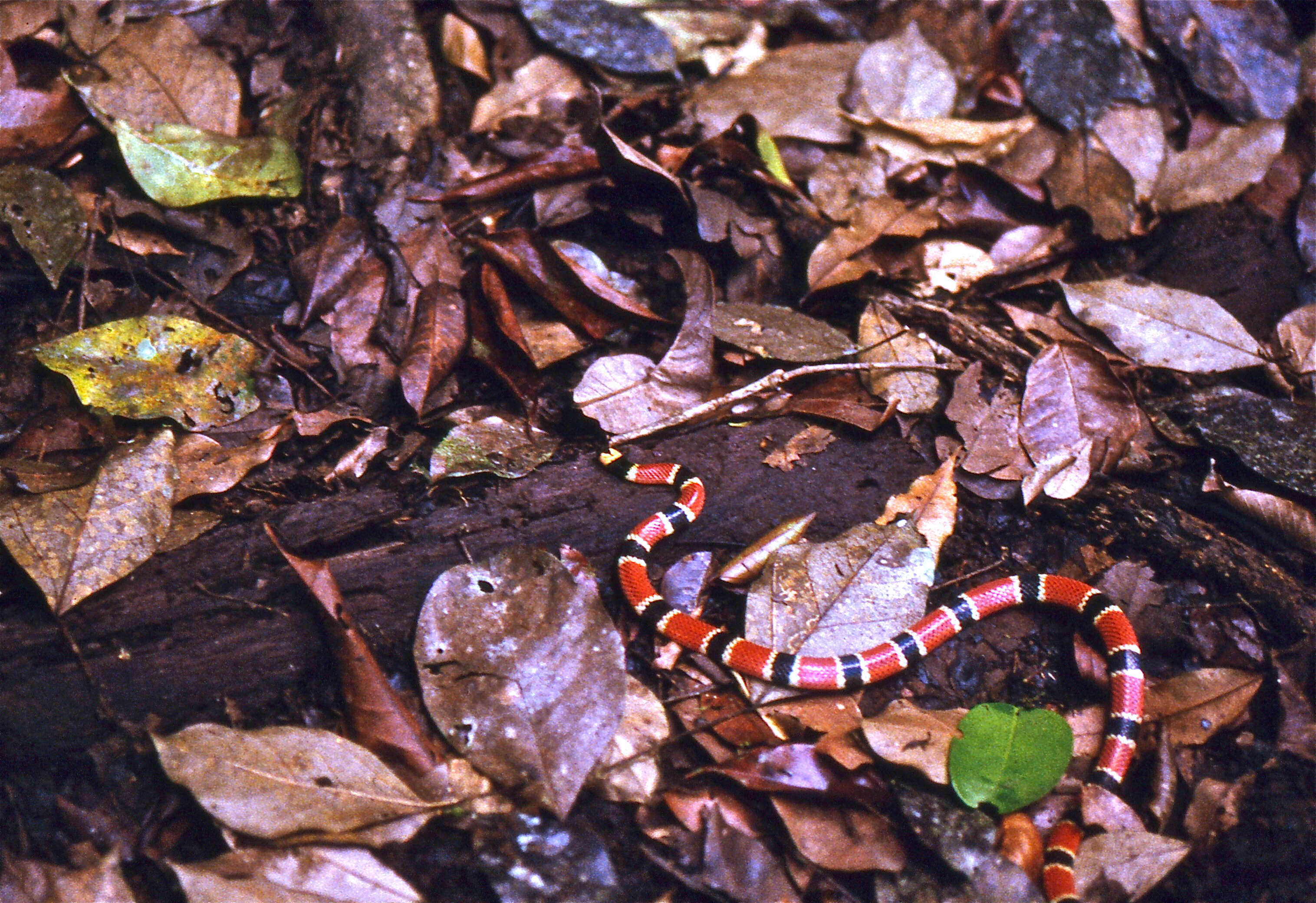 Image of American coral snakes