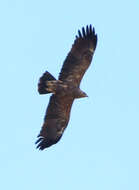 Image of Aquila