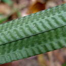 Image de Hypolytrum bullatum C. B. Clarke