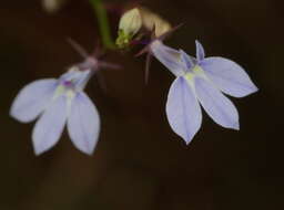 Image de Lobelia nuttallii Schult.