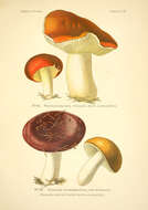 Image de Russula aurea Pers. 1796