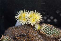 Image of Turbinicarpus krainzianus minimus