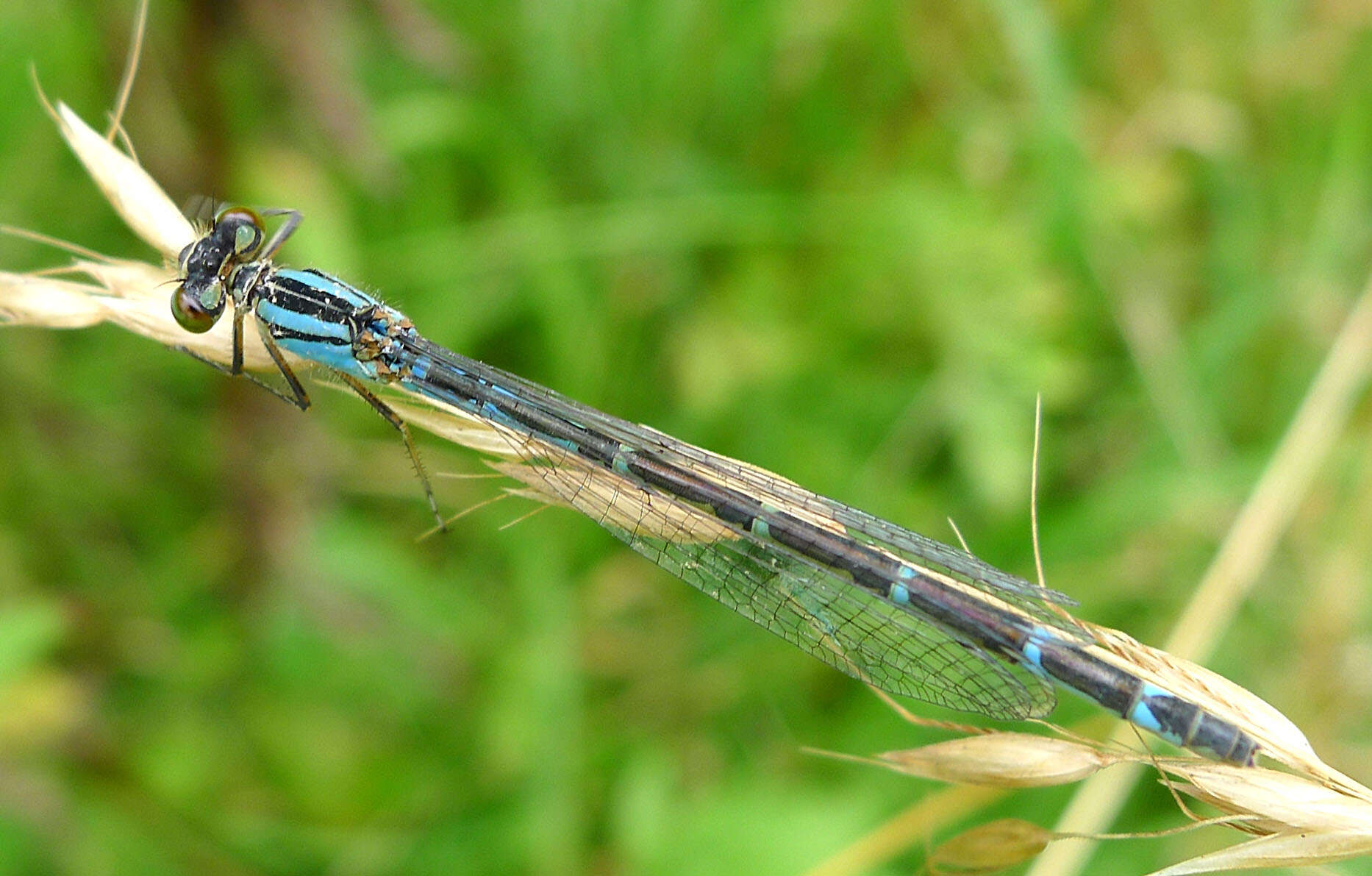 Image of bluet