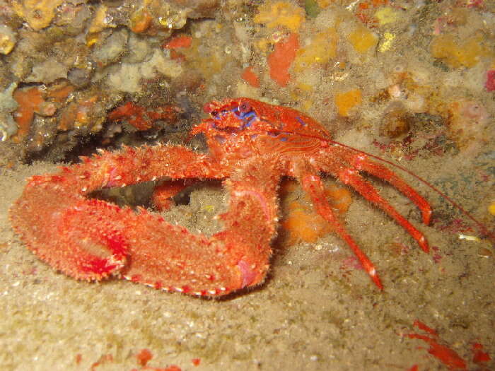 Image of spinous squad lobster