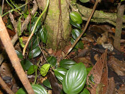 Image of Miconia elata (Sw.) DC.