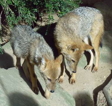 Image of golden jackal