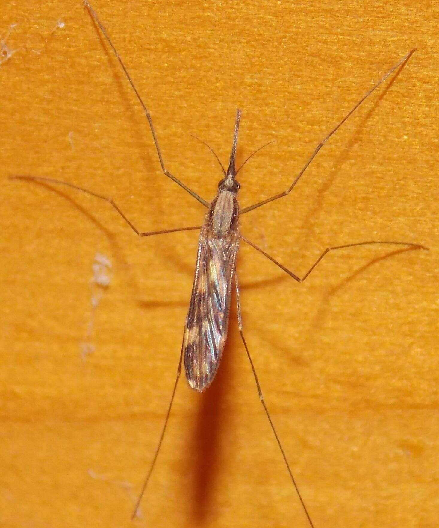 Image of Marsh Mosquitoes