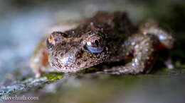 Image of tailed frogs