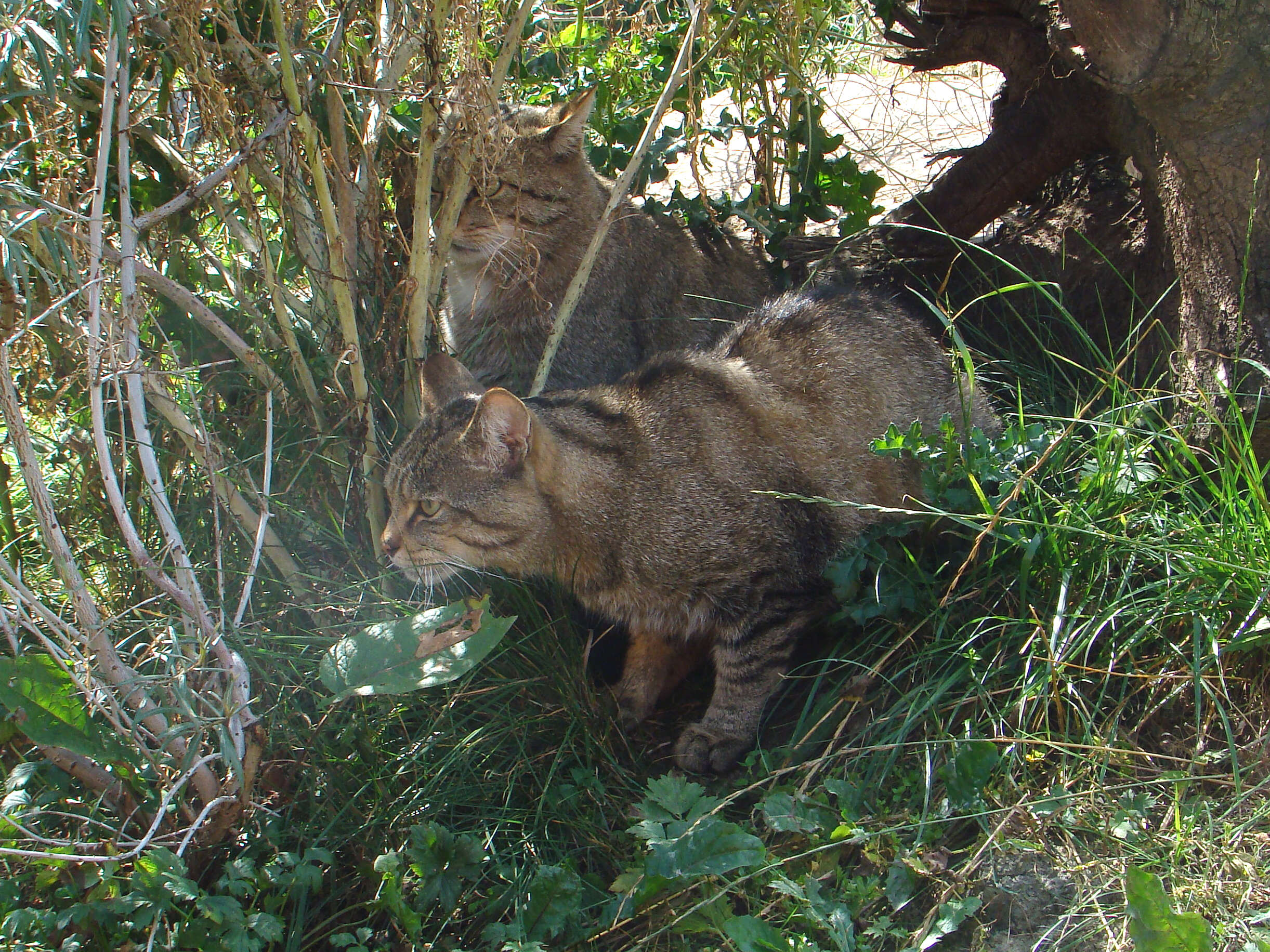 Image of wild cat