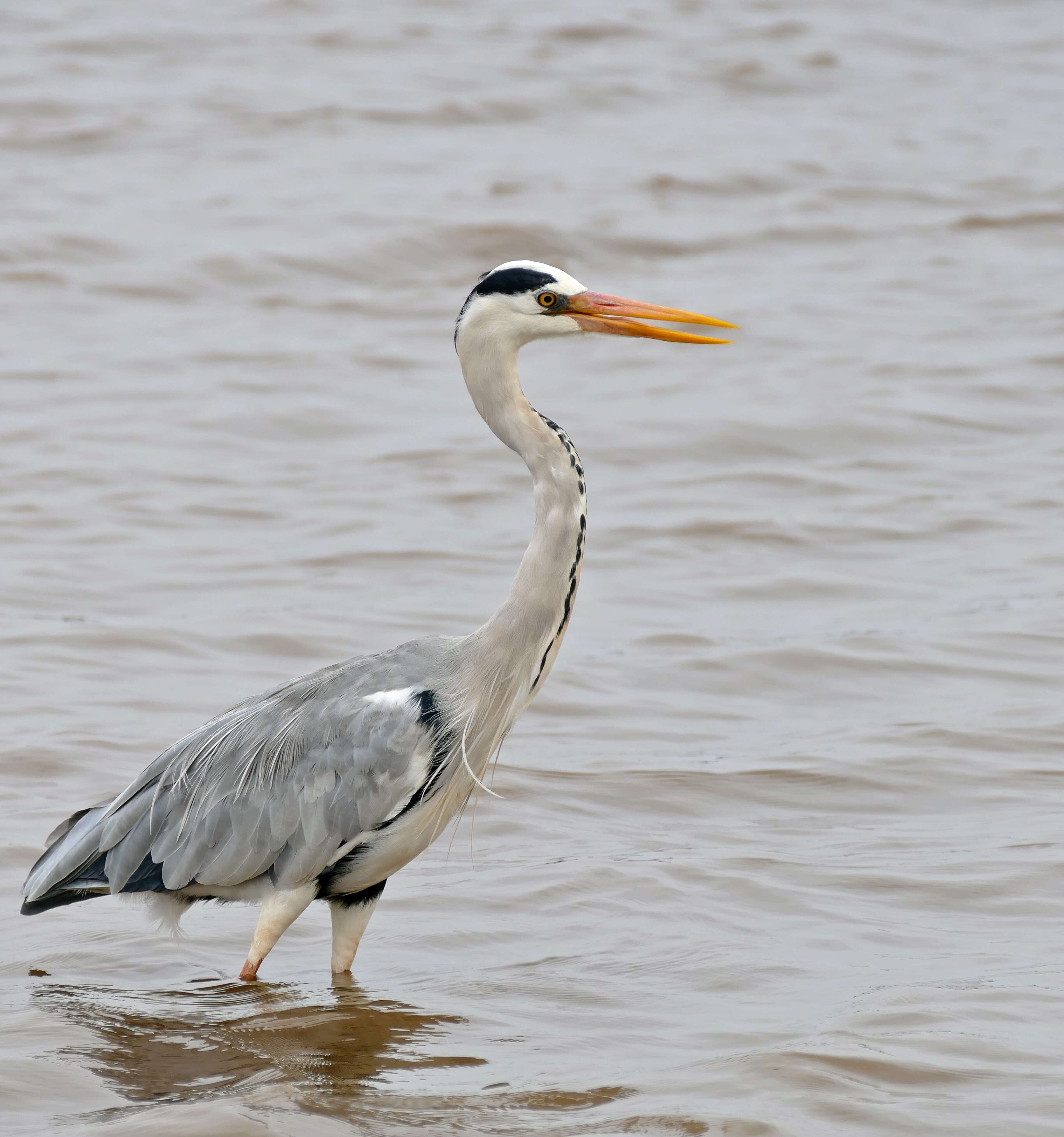 Image of Ardea Linnaeus 1758