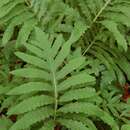 Image of sensitive fern