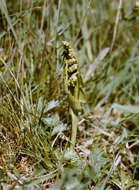 Image of grapefern