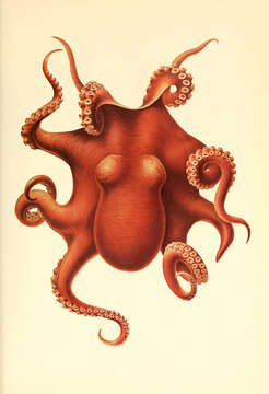 Image of Muusoctopus levis (Hoyle 1885)