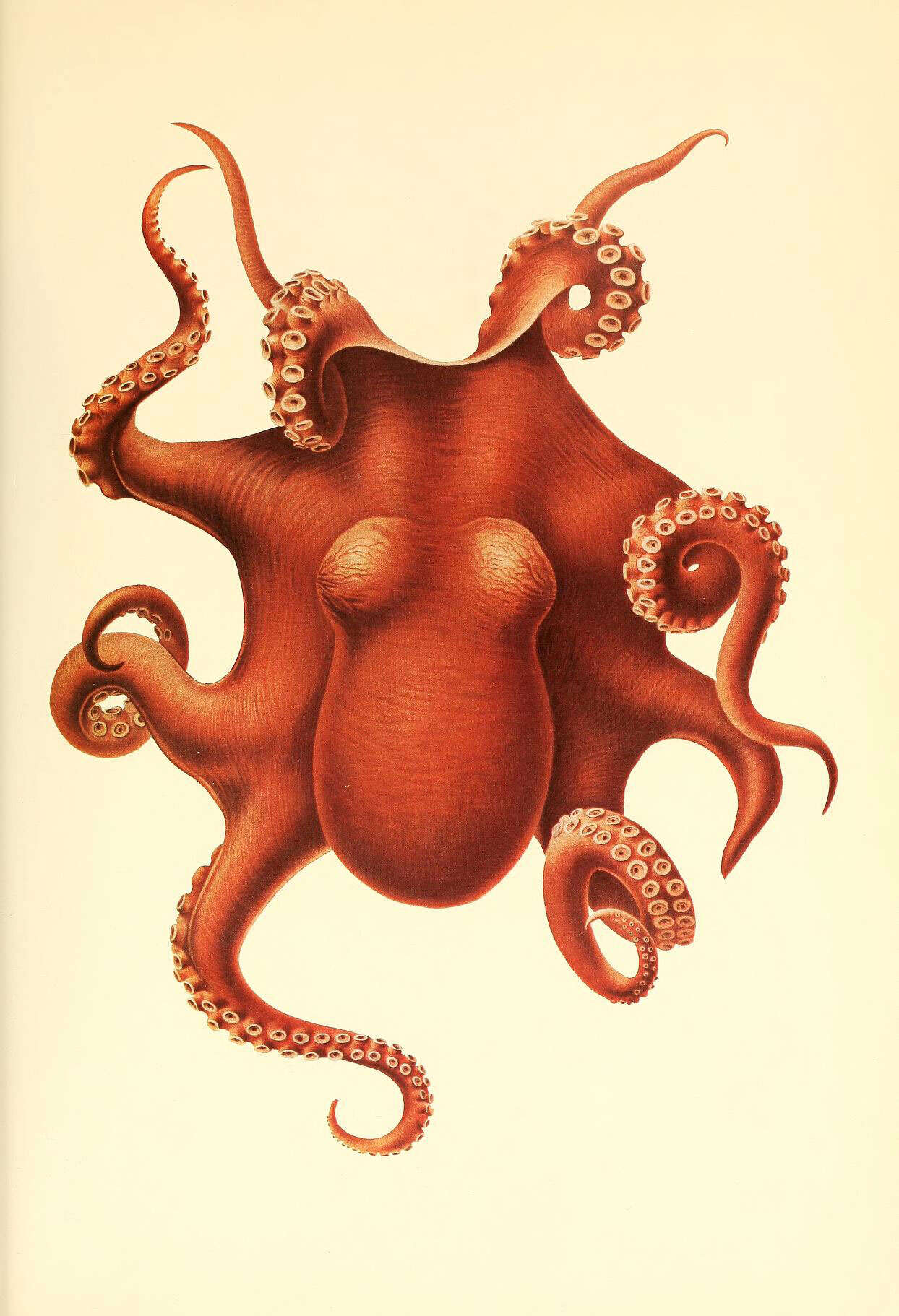 Image de Muusoctopus levis (Hoyle 1885)