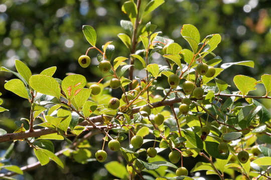 Image of blueberry