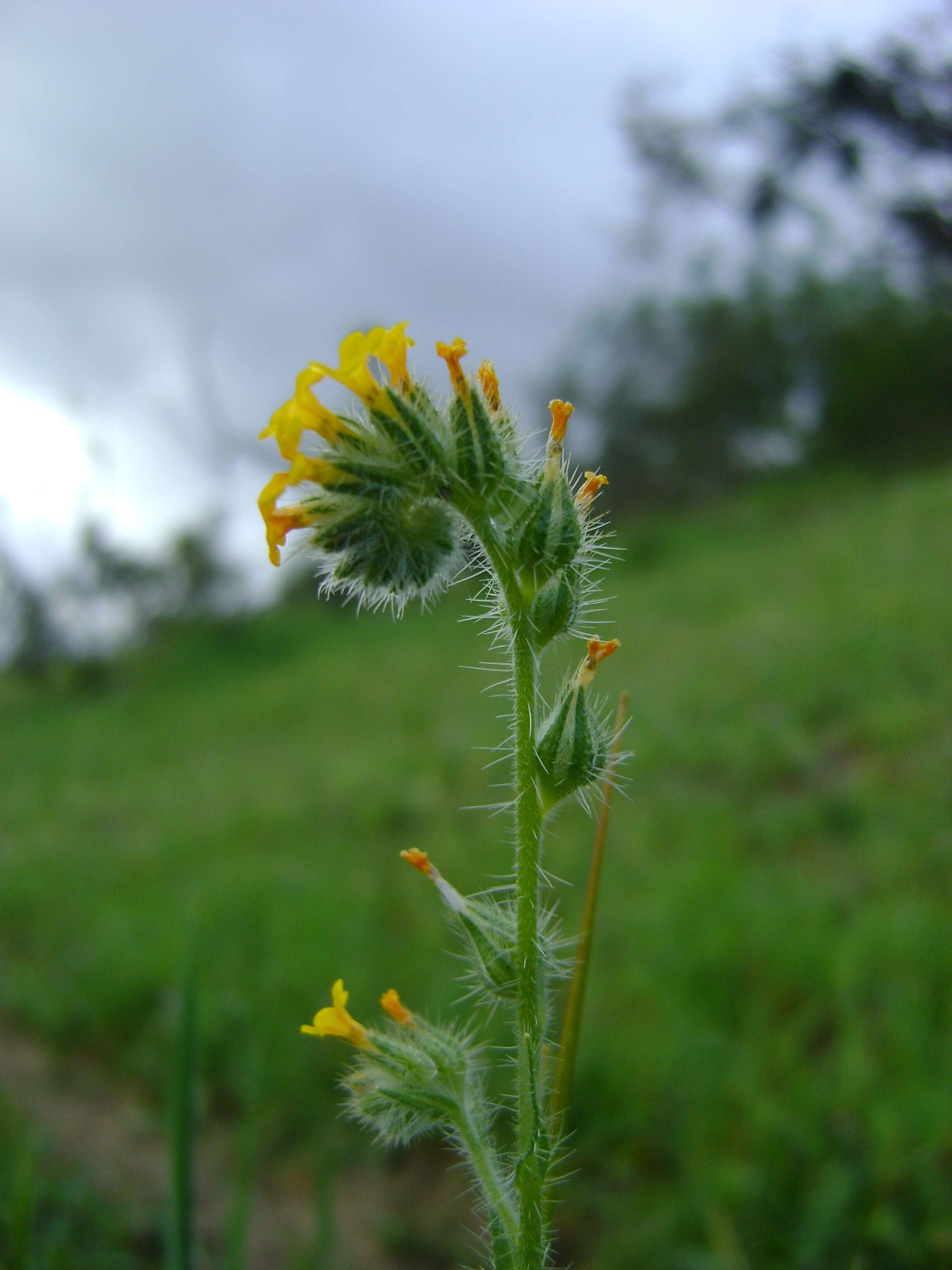 Image of fiddleneck