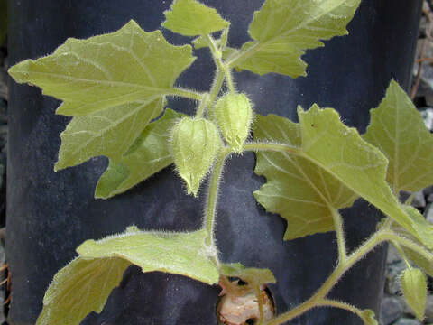 Image of cypresshead groundcherry