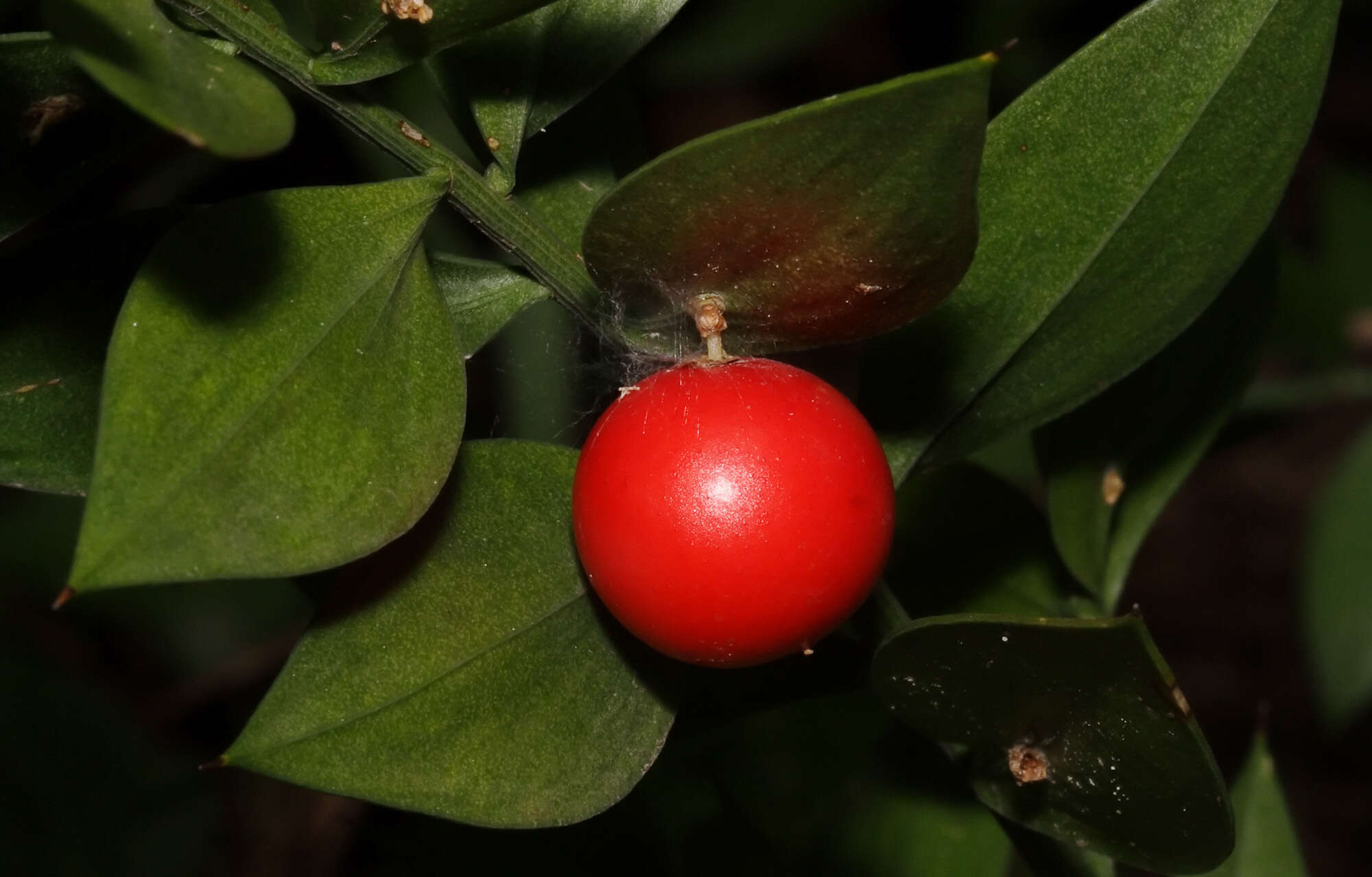 Image of butcher's broom