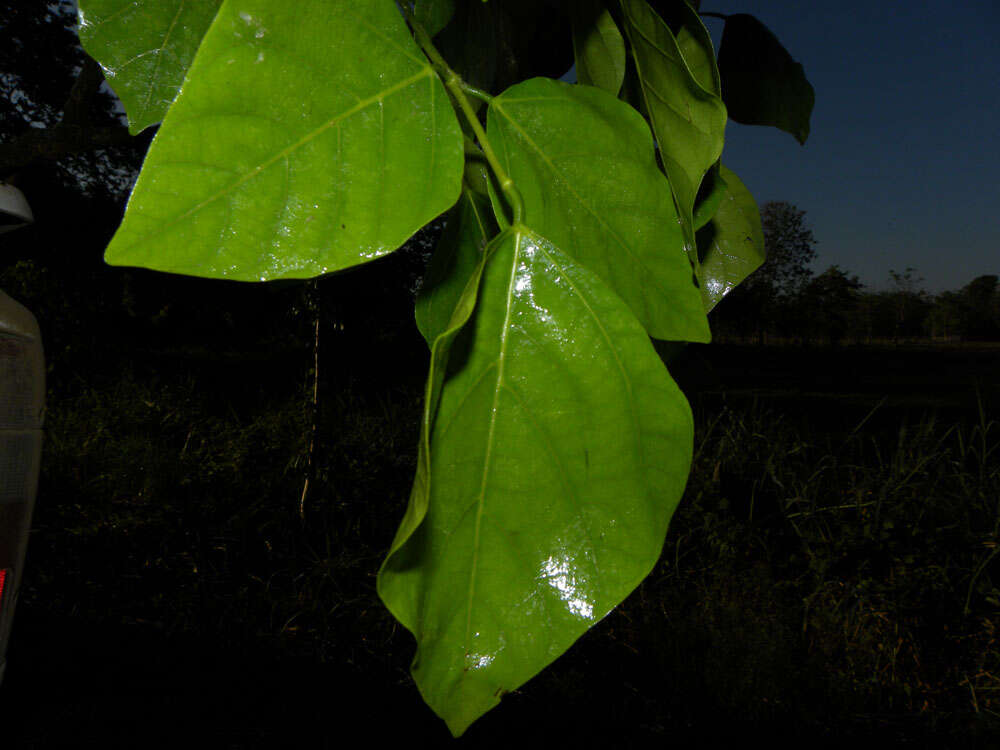 Plancia ëd Erythrina poeppigiana (Walp.) O. F. Cook