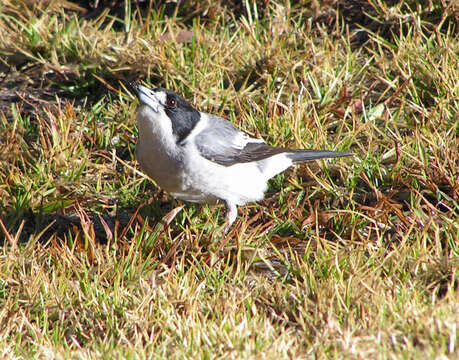 Image of Grey Butcherbird