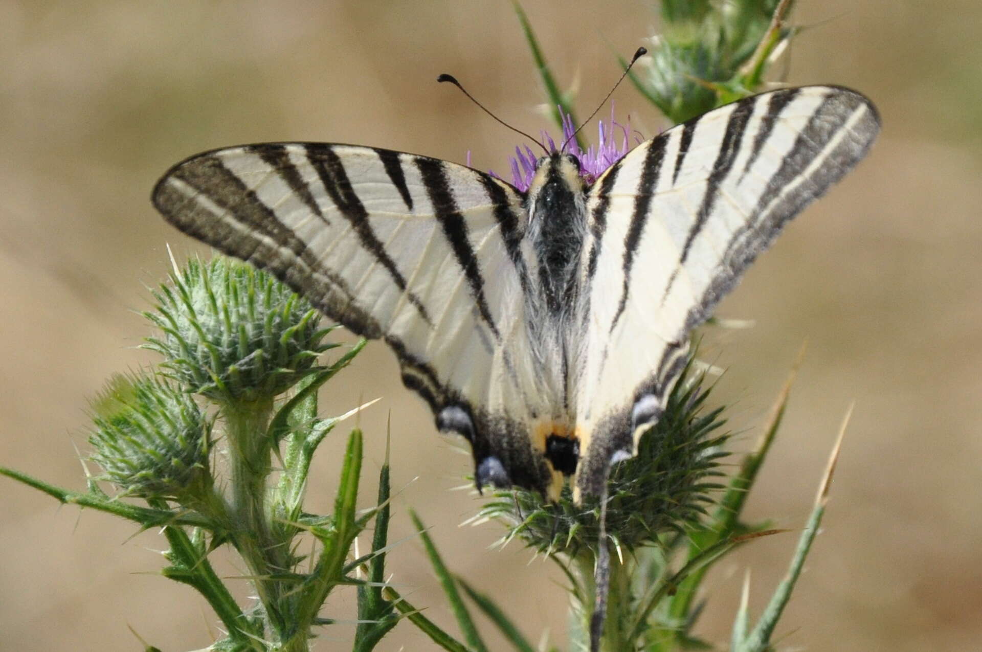 Image of Iphiclides