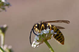 Image of Yellowjackets