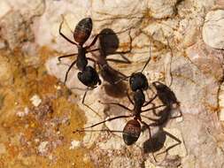 Image of Camponotus cruentatus (Latreille 1802)