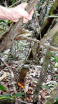 Sivun Passiflora contracta Vitta kuva