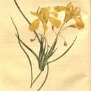 Image of Moraea longiflora Ker Gawl.