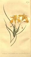 Imagem de Moraea longiflora Ker Gawl.