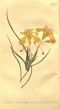 Image of Moraea longiflora Ker Gawl.