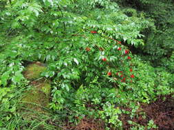 Imagem de Sambucus racemosa L.