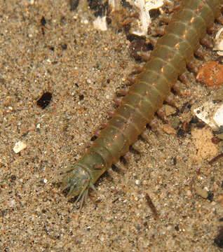 Image of Mussel worm