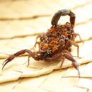 Image of Florida Bark Scorpion