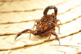 Image of Florida Bark Scorpion